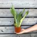 Sansevieria trifasciata (Svokrin jazyk) ´MOONSHINE´ - kont. C1L, výška 35-40 cm
